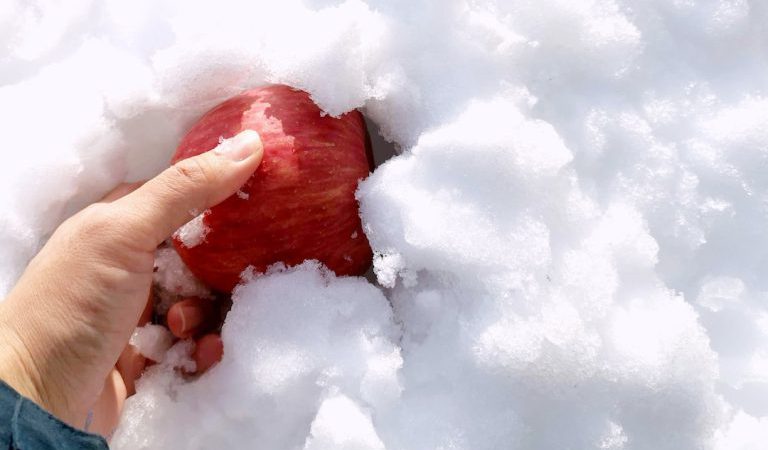 雪りんご掘り出し＆賞味期限10秒！100％ジュース生しぼり体験
