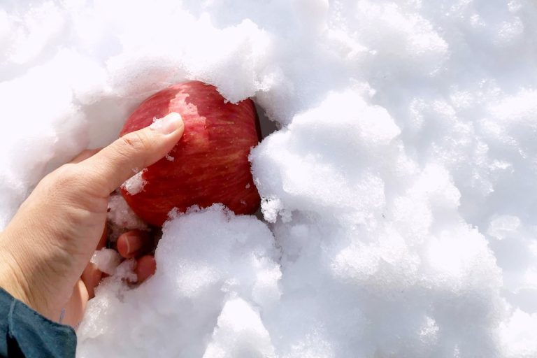 雪りんご掘り出し＆賞味期限10秒！100％ジュース生しぼり体験