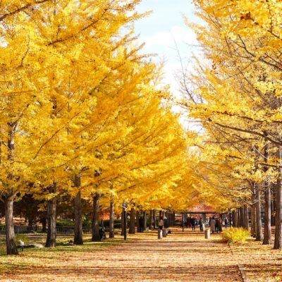 山形県総合運動公園 / イチョウ並木