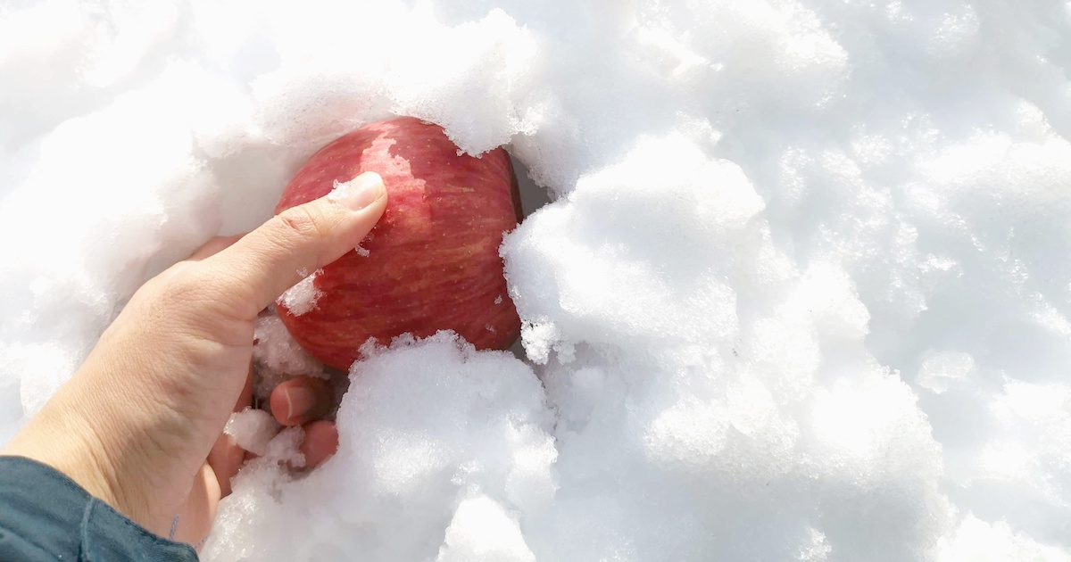 【サービス品@1280】雪りんご 雪りんご | Sakenomy - 日本酒を知り、日本を知る