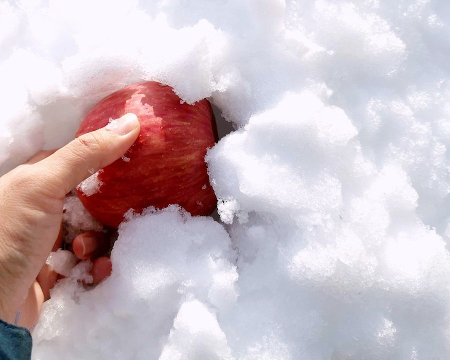 雪りんご掘り出し＆生雪りんご100％ジュースしぼり体験