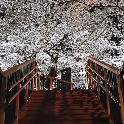 【2022年最新】圧巻の夜桜を楽しむ天童公園もみじ園