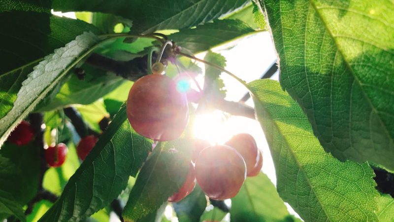 【体験のみ】朝摘みさくらんぼ狩り 30分食べ放題＆100gお土産収穫付き