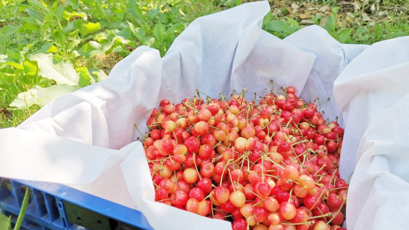 さくらんぼ農家を半日体験！大人のやまがた果樹ワーク-さくらんぼ1kg・果物パフェ・温泉入浴付き-