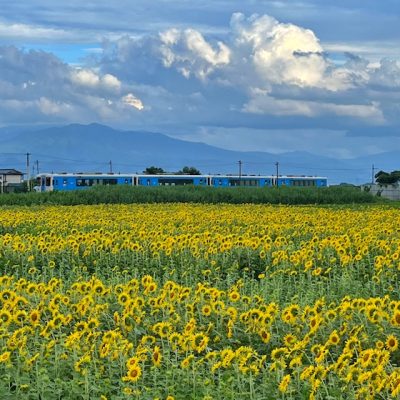 中山町のひまわり迷路