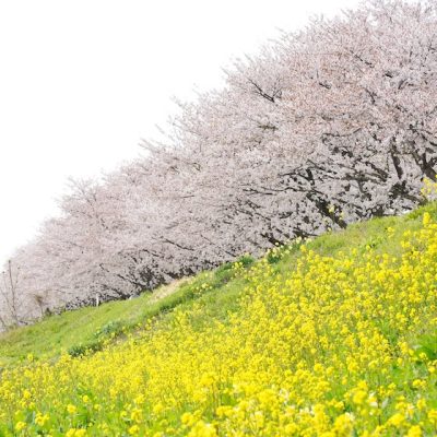 河北町桜堤