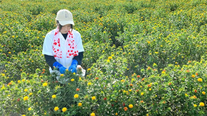 神職とめぐる最上紅花の朝摘みと紅餅づくり -谷地八幡宮正式参拝とべにばな朝食付き-