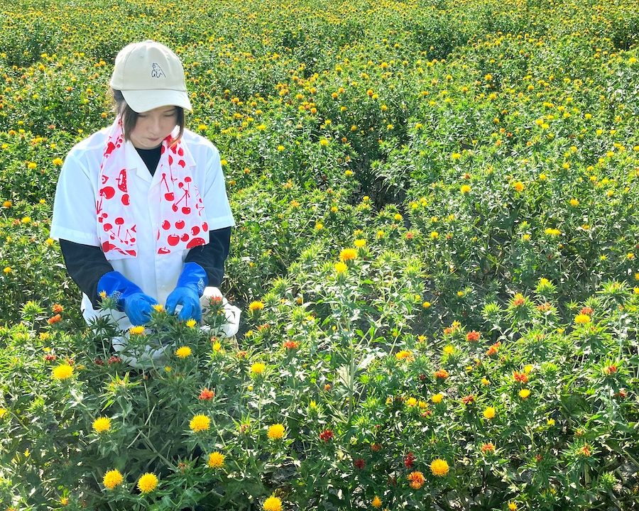 神職とめぐる最上紅花の朝摘みと紅餅づくり -谷地八幡宮正式参拝とべにばな朝食付き-