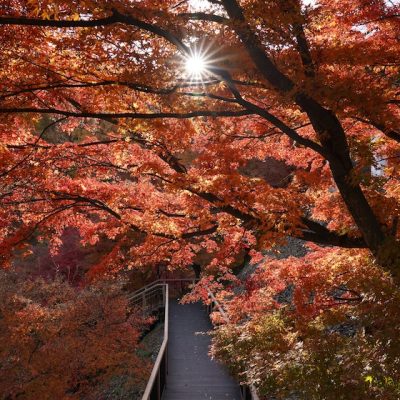 【2023年最新】山形の知られざるおすすめ紅葉スポット天童公園もみじ園の歩き方