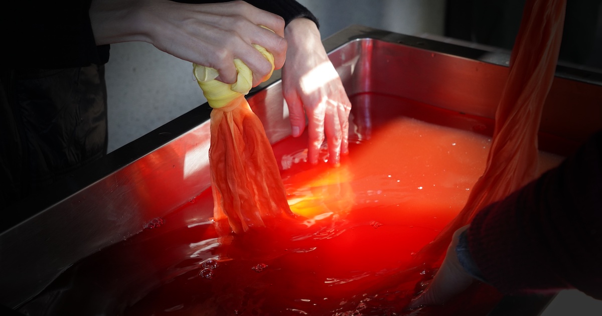 草木染め職人から教わる寒中紅花染め体験 -日本人が恋焦がれた紅色の