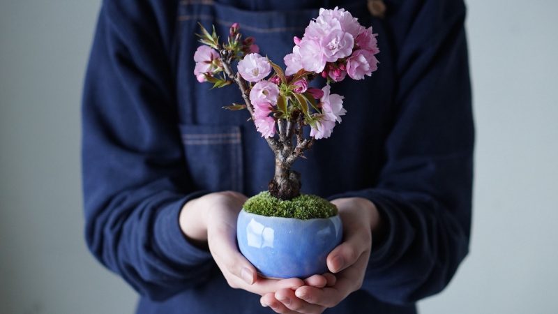“春の桜編”手のひらサイズの大自然! あなただけの絶景を生み出す山形盆栽づくり -天童温泉から無料送迎-