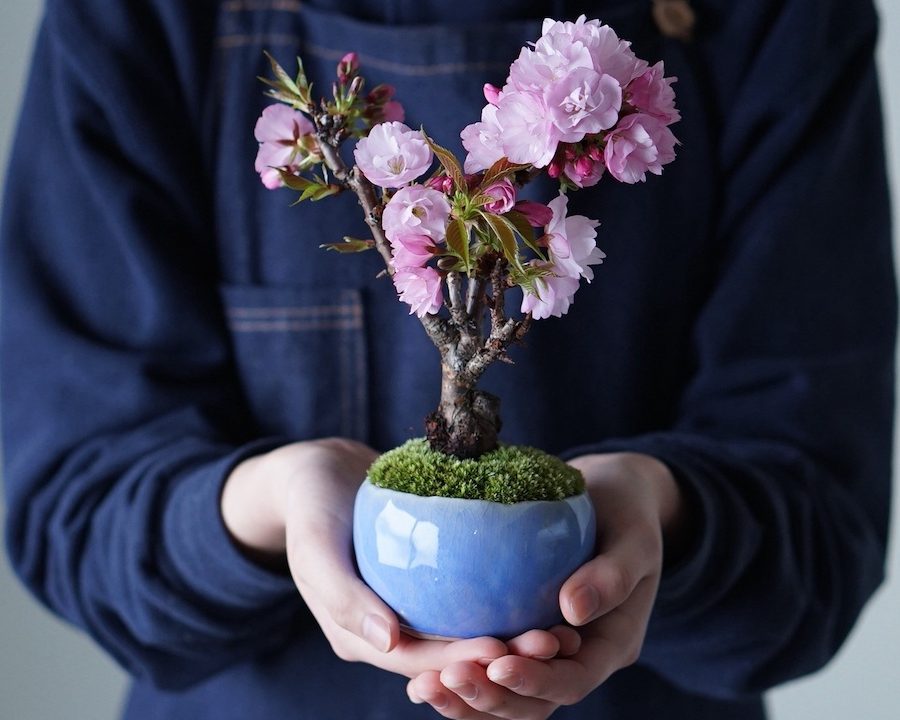 “春の桜編”手のひらサイズの大自然! あなただけの絶景を生み出す山形盆栽づくり -天童温泉から無料送迎-