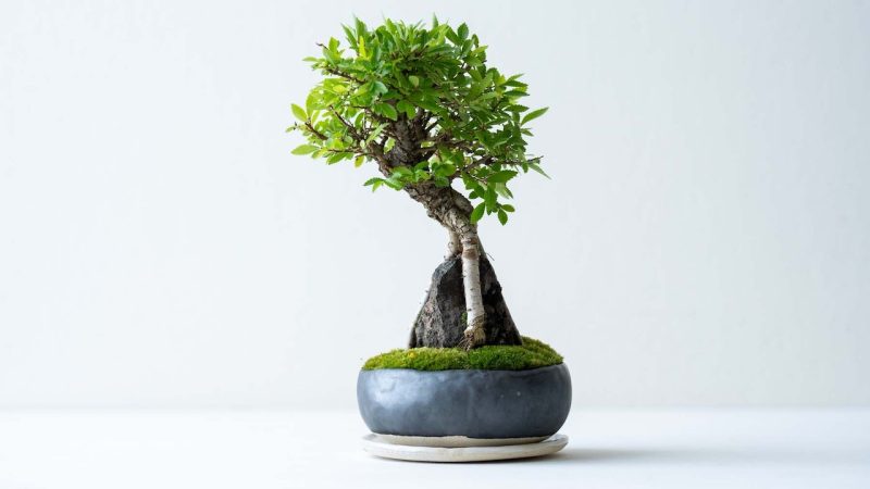 “夏の樹木編” 手のひらサイズの大自然！あなただけの絶景を生み出す山形盆栽づくり -天童温泉から無料送迎-