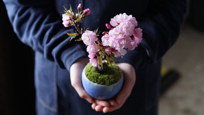 〈桜編〉石木花・山形盆栽づくりツアー -非公開ハウス見学&天童温泉から往復送迎付き-