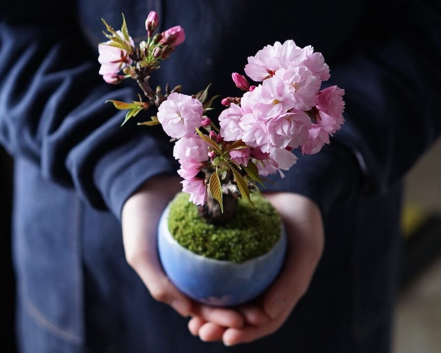 〈桜編〉石木花・山形盆栽づくりツアー -非公開ハウス見学＆天童温泉から往復送迎付き-