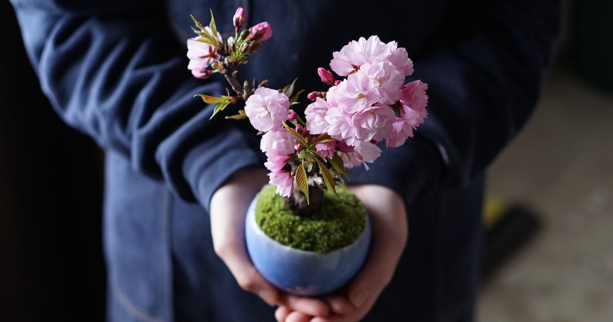 桜編〉石木花・山形盆栽づくりツアー -非公開ハウス見学＆天童温泉から