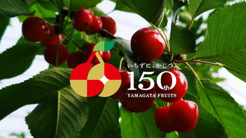 【山形果樹150周年特別企画】朝摘みさくらんぼ狩り30分食べ比べ放題 -畑でドリンクインクルーシブ＆100gお土産収穫付き-