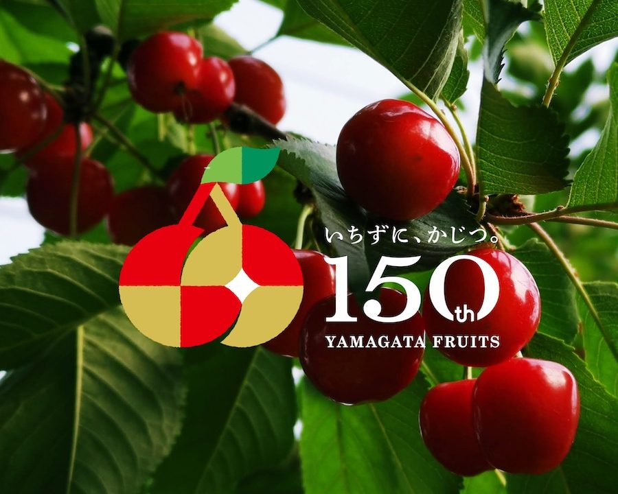【山形果樹150周年特別企画】朝摘みさくらんぼ狩り30分食べ比べ放題 -畑でドリンクインクルーシブ＆100gお土産収穫付き-