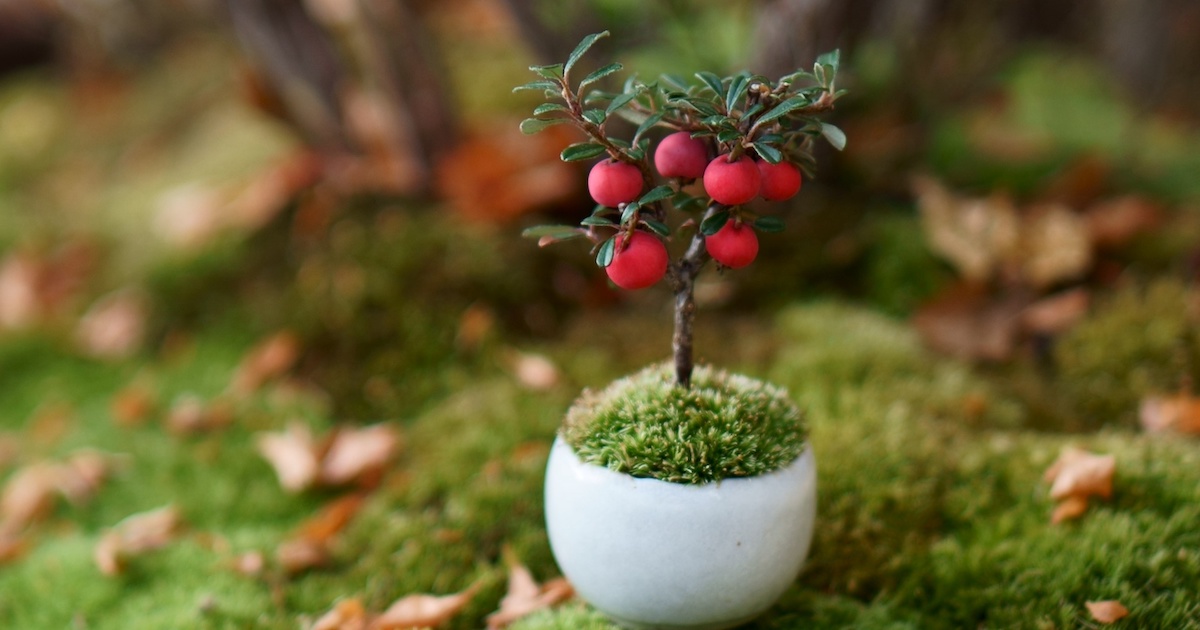 秋編1日限定！山形の絶景美術館で石木花の手のひらサイズ盆栽づくり