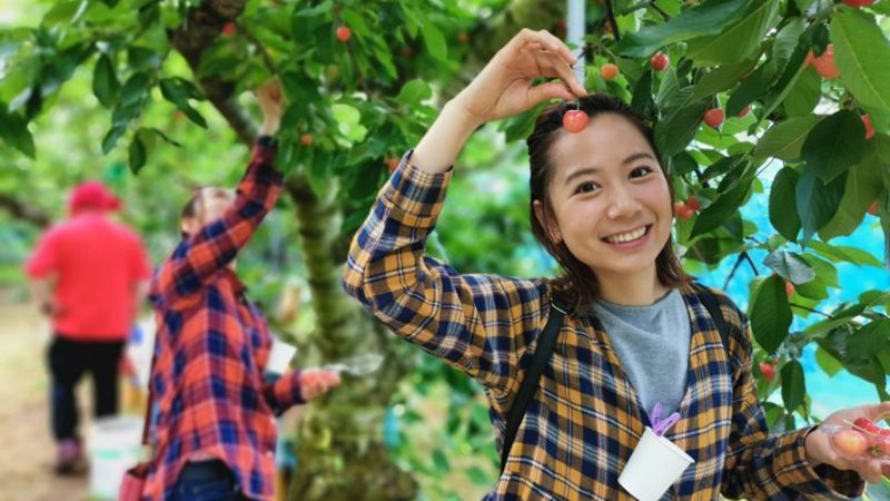 [Round trip pick up and drop off at Tendo Onsen] All-You-Can-Eat Early Cherry Picking for 30 Minutes & 100g Take-Home Harvest