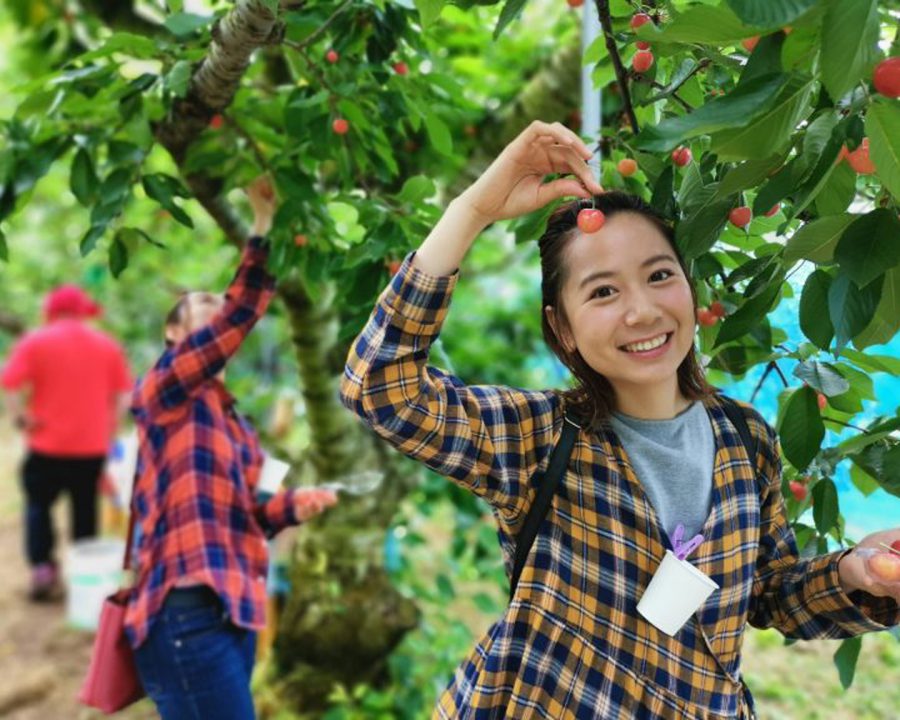[Round trip pick up and drop off at Tendo Onsen] All-You-Can-Eat Early Cherry Picking for 30 Minutes & 100g Take-Home Harvest