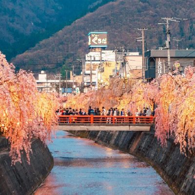 Weeping cherry trees on the Kuratsu River