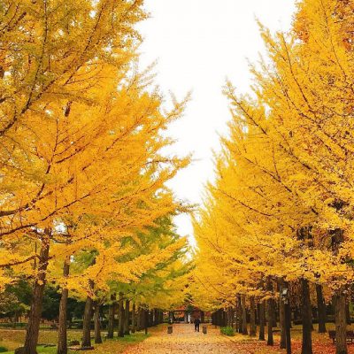 Yamagata Prefectural General Sports Park / Ginkgo boulevard