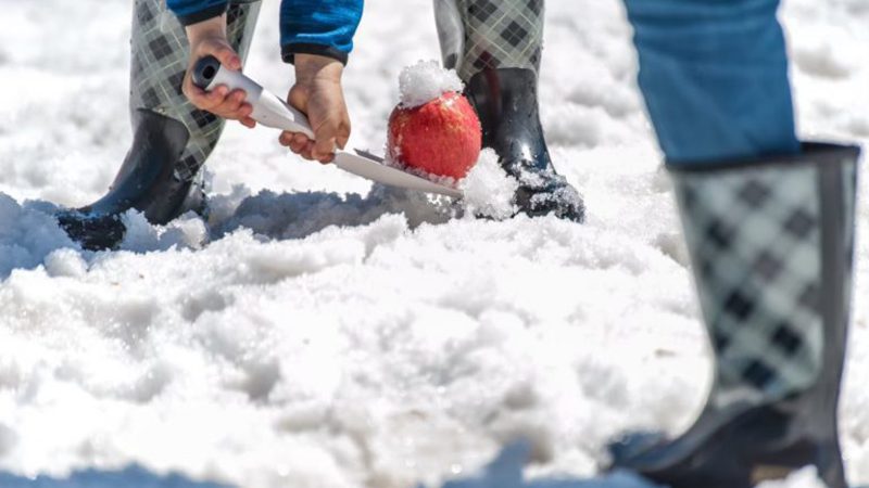 Digging out Snow Apples & Squeezing 100 Percent Fresh Snow Apples Experience
