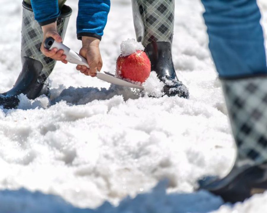 Digging out Snow Apples & Squeezing 100 Percent Fresh Snow Apples Experience